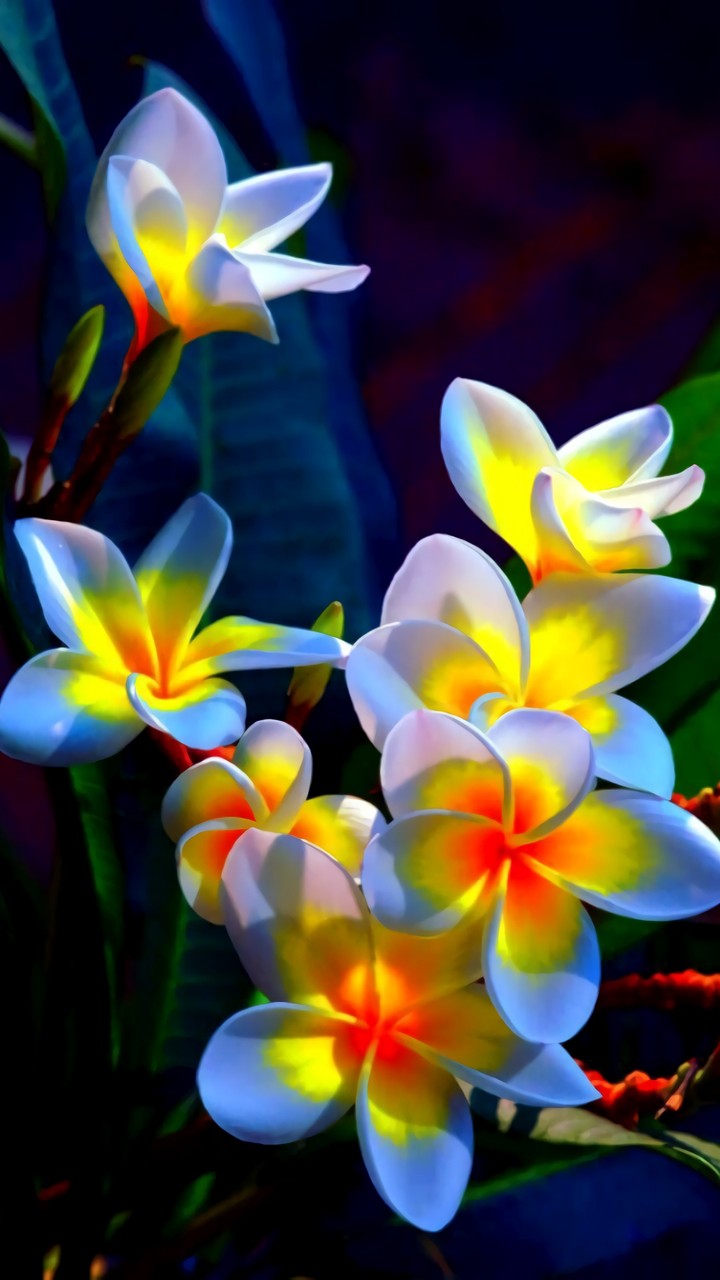Flower Images Wallpapers Download Sharechat Wallpaper Sharechat
