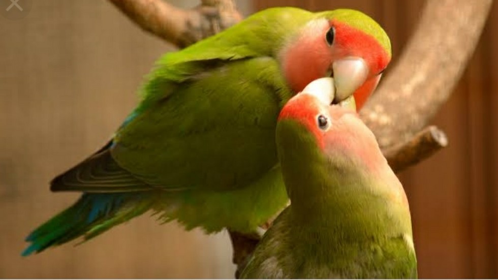 100 Best Gifs 2022 👻💜🕊💜 ☞𝕷𝖔𝖛𝖊 𝕭𝖎𝖗𝖉 𝕾𝖙𝖆𝖙𝖚𝖘 💜🕊💜👻 WhatsApp Group