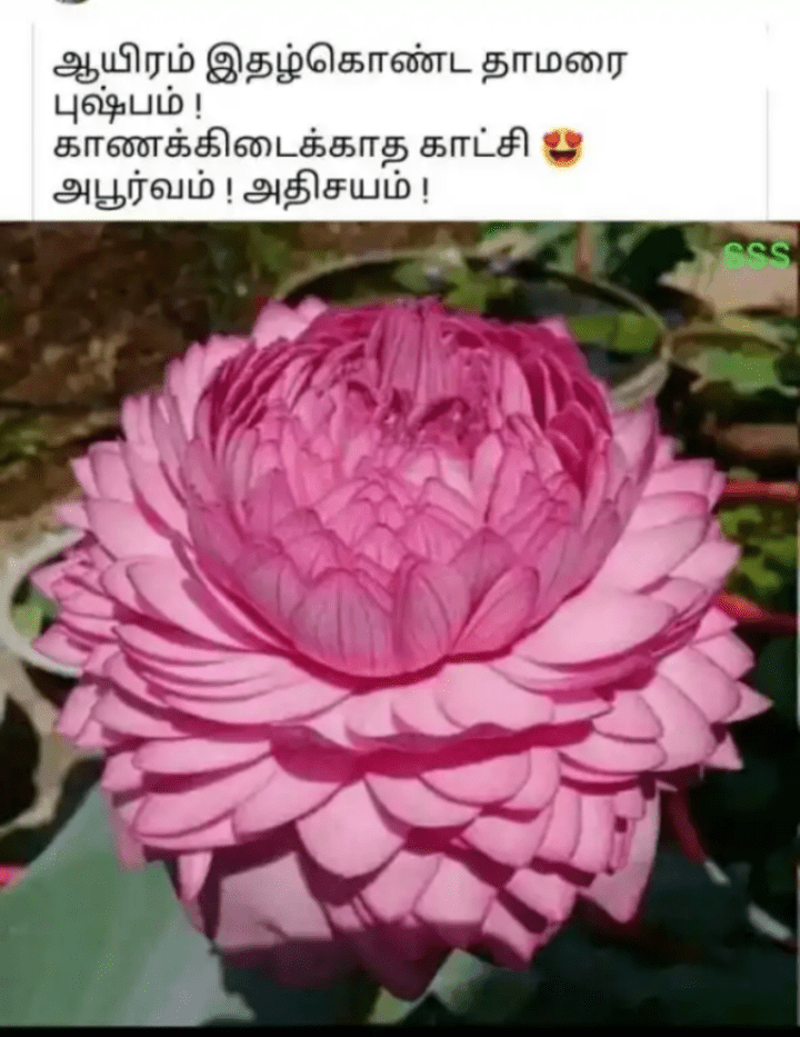 flower • ShareChat Photos and Videos