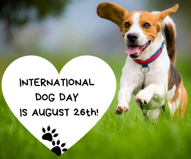 100 Best International Dog Day Images 2021 🐕 International Dog Day