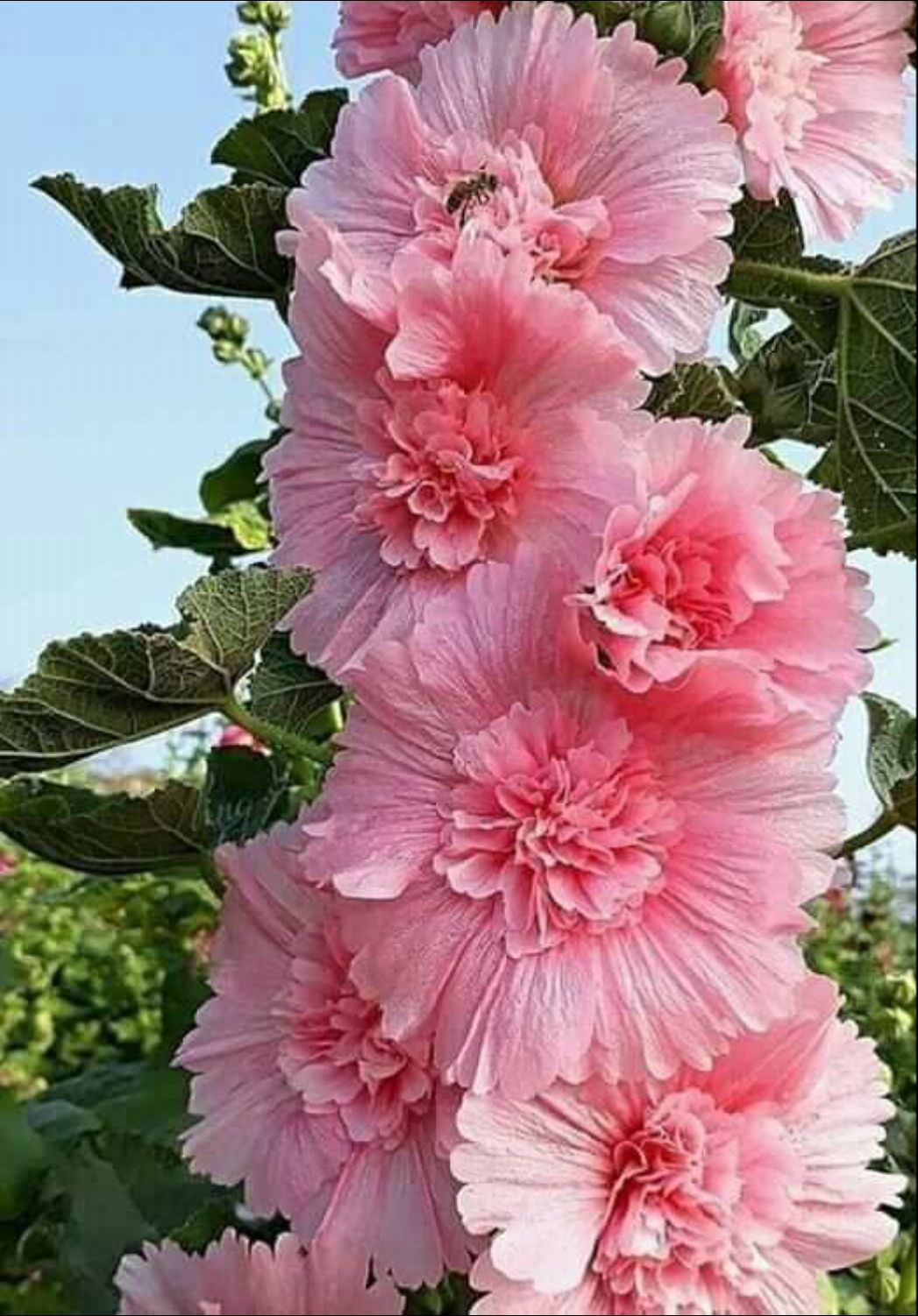 100 Best Images, Videos 2022 beautiful flowers and roses WhatsApp