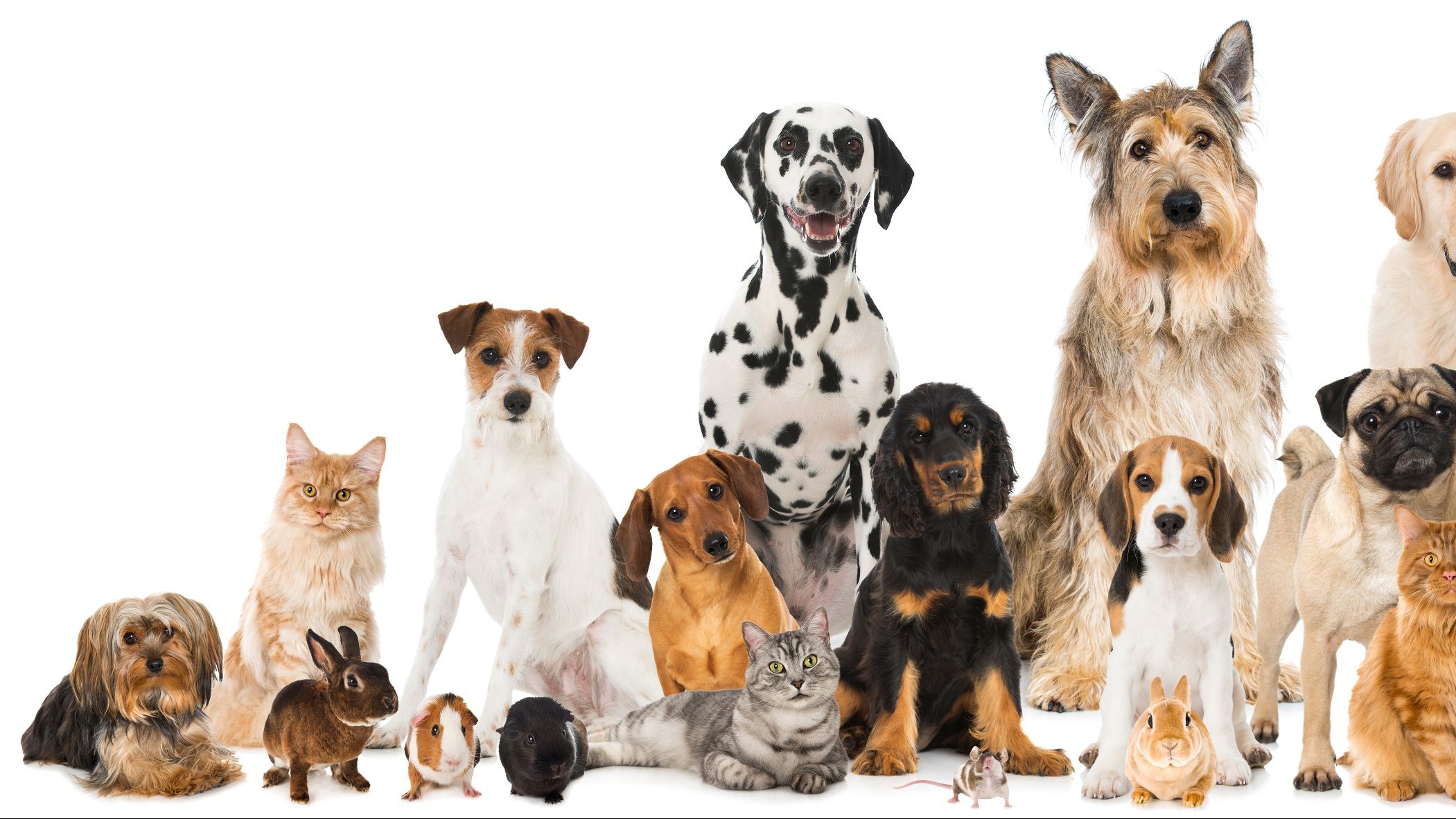 Animal Lover ꧁꧂ • ShareChat Photos and Videos