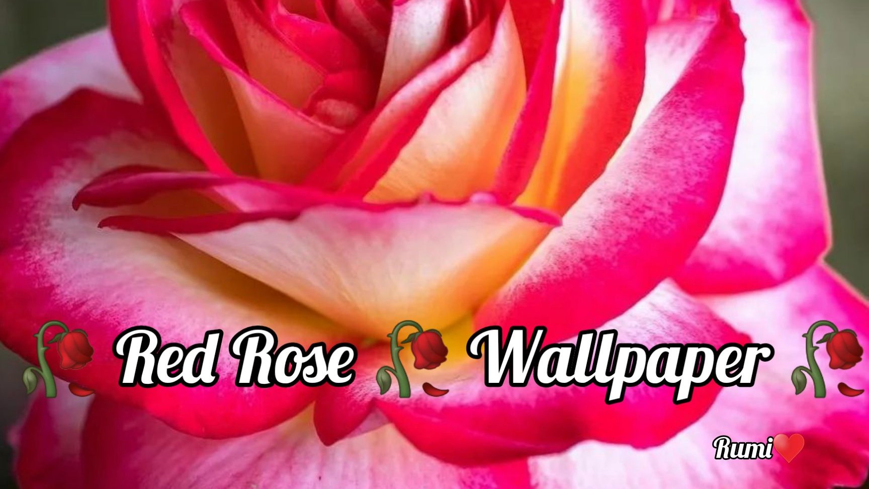 🥀Red Rose 🥀wallpaper🥀 • ShareChat Photos and Videos