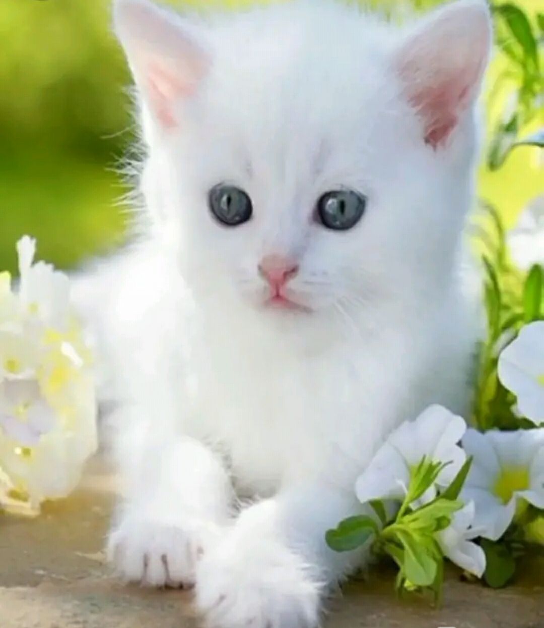 Top 999+ cute cat images for whatsapp dp Amazing Collection cute cat