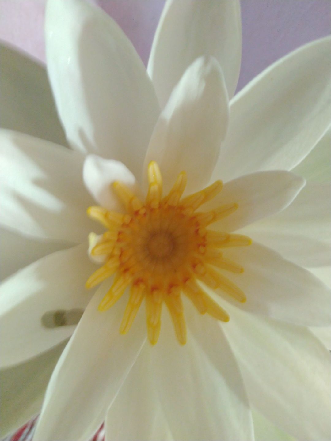 flowers • ShareChat Photos and Videos