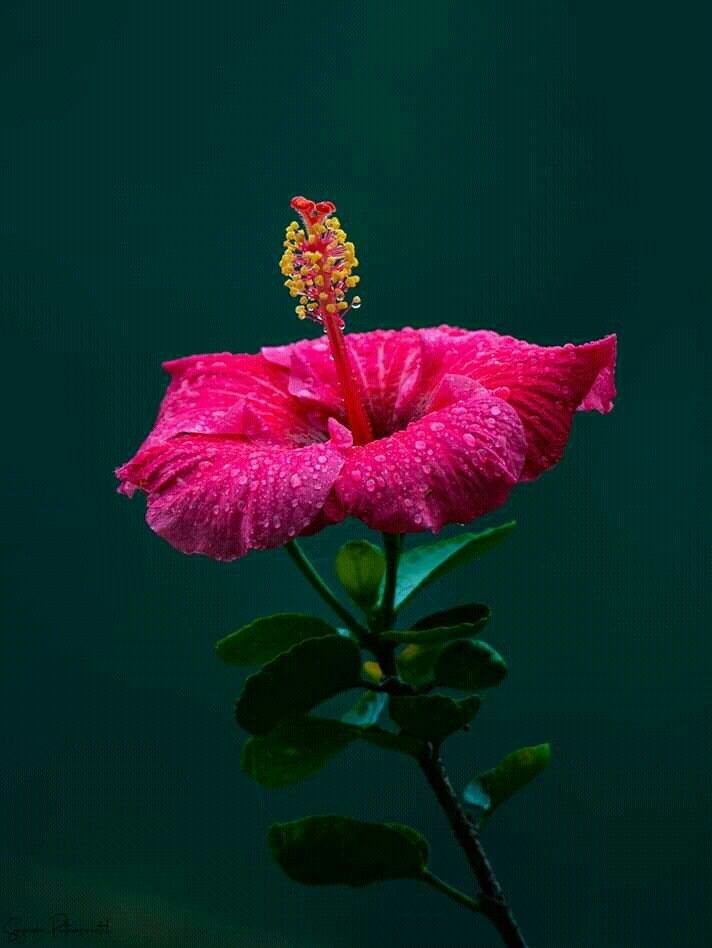 🌹Flower Wallpapers Images Sree ShareChat ഇന്ത്യയുടെ സ്വന്തം സോഷ്യ