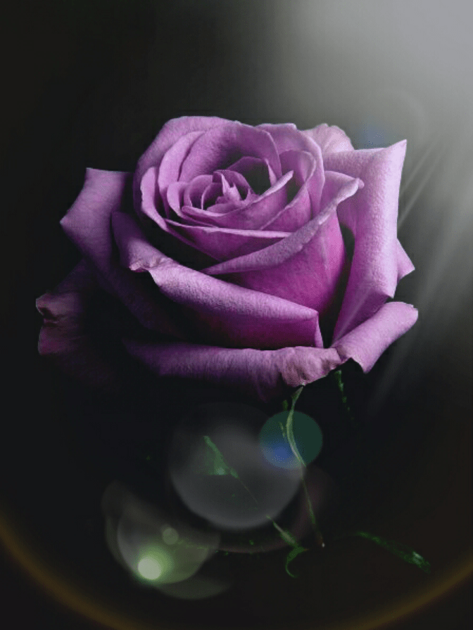 100 Best Images, Videos 2023 flower photo WhatsApp Group