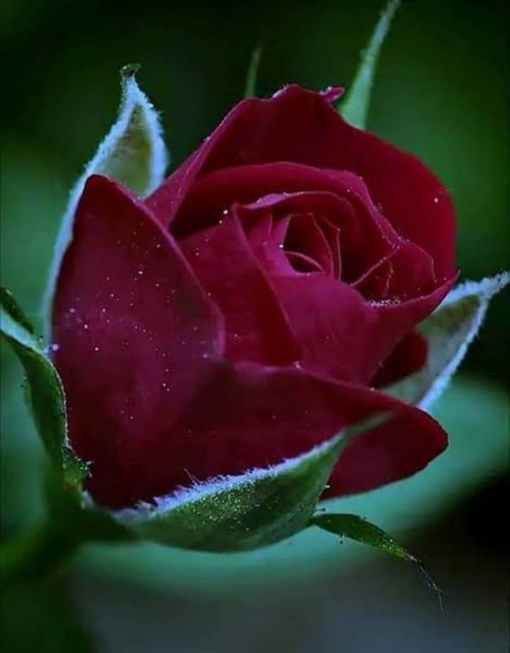 natural flowers • ShareChat Photos and Videos