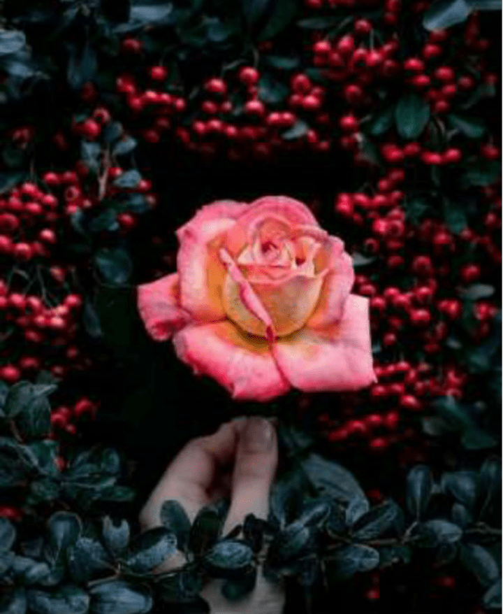 flowers • ShareChat Photos and Videos