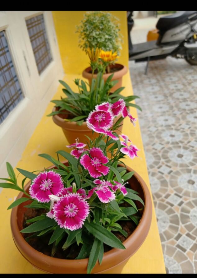 flower love • ShareChat Photos and Videos