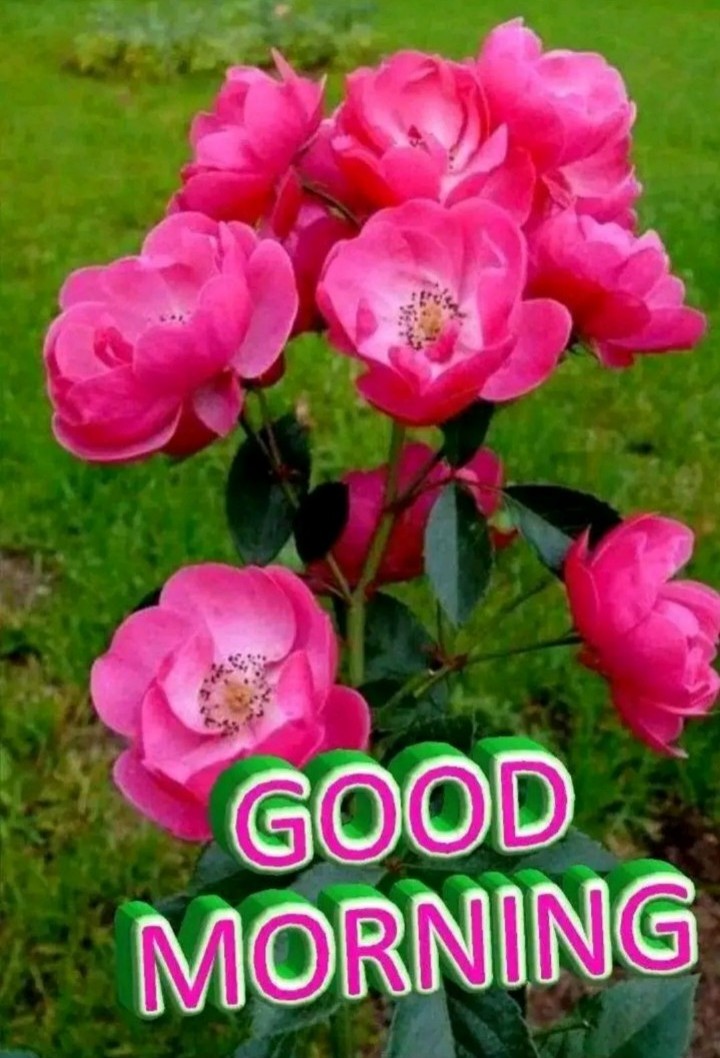 Good Morning ji🌹 • ShareChat Photos and Videos