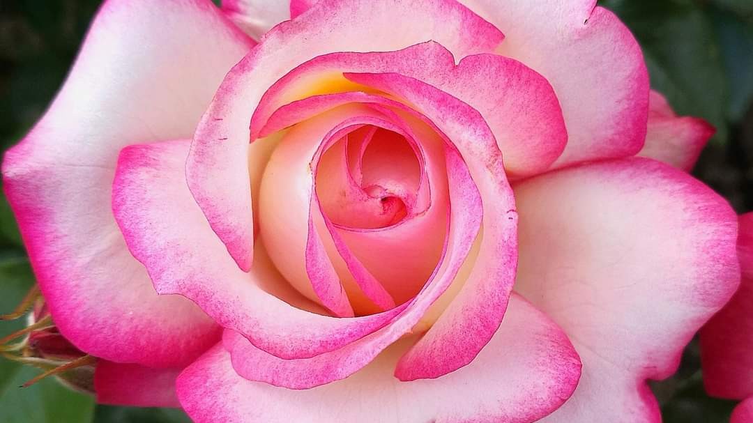 🌺🌹Flower World 🌍🥀 • ShareChat Photos and Videos