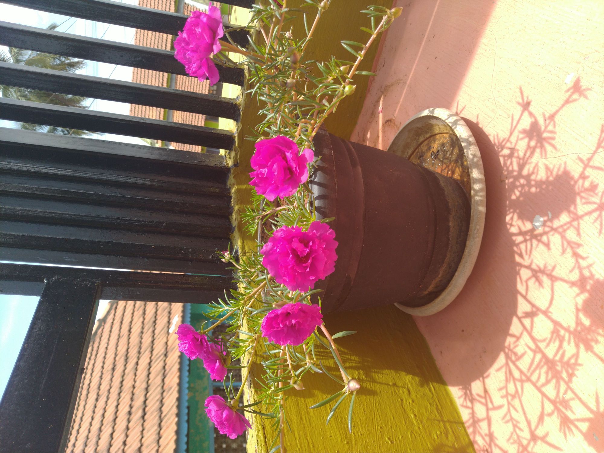 beautiful flowers. • ShareChat Photos and Videos