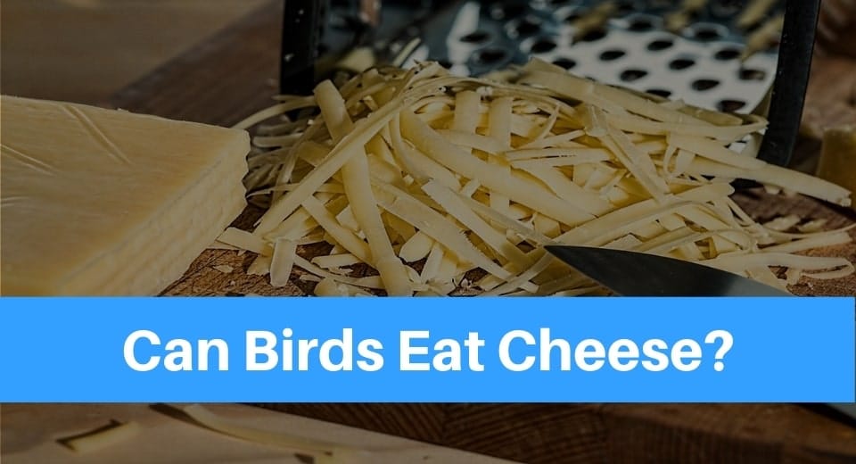 Can Parrots Eat Cheese Puffs? Shari Blogs