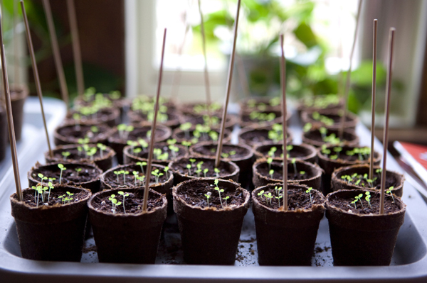 How to grow seeds indoors