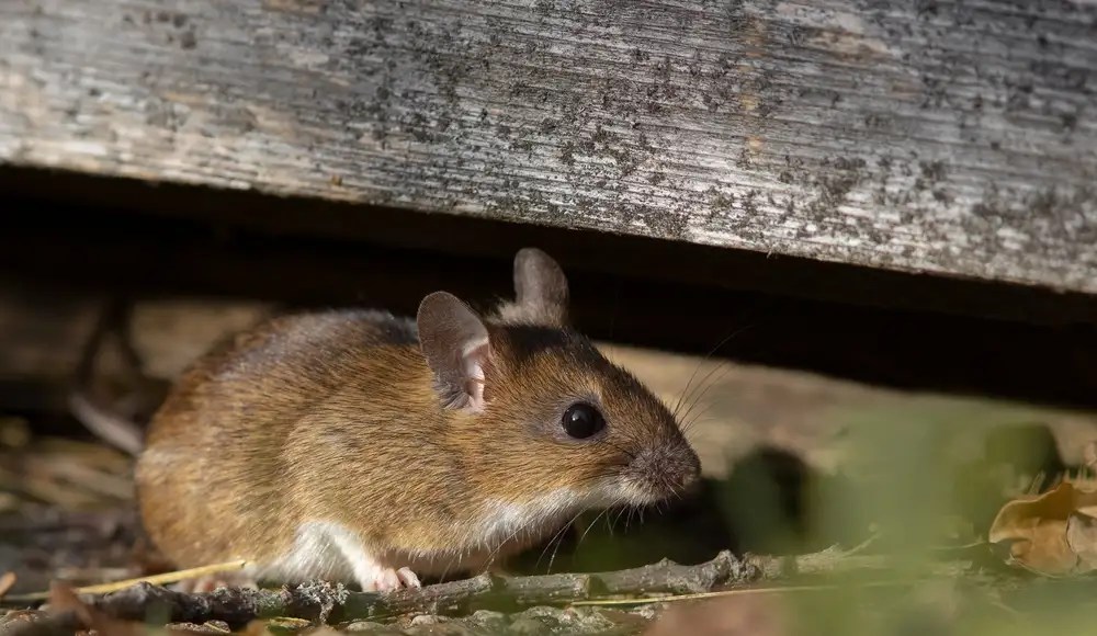 How to Keep Mice Out of Your Storage Unit Shield Storage