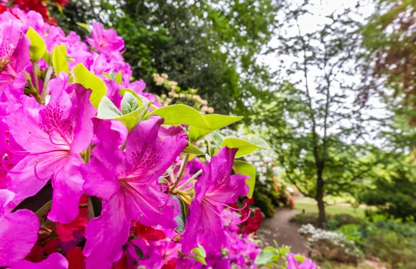 The Masters Flowers & More BehindtheScenes Secrets 🌺