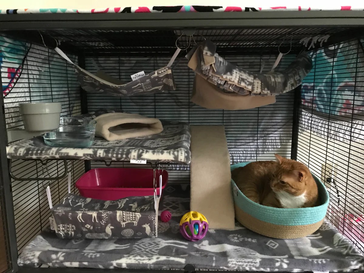 Setting Up a Critter Nation Cage Playful Fox & Co.