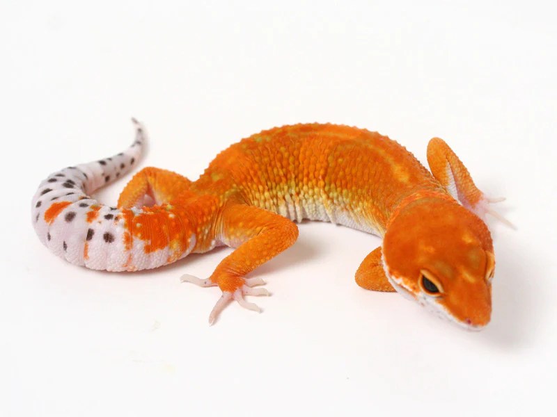 Tangerine Leopard Gecko 082515B male Gecko Daddy