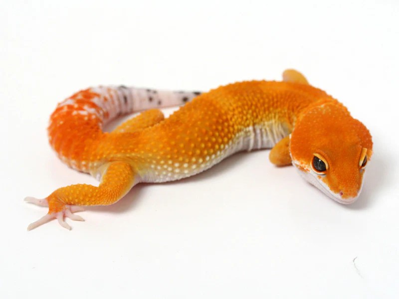 Tangerine Leopard Gecko 072415B male Gecko Daddy