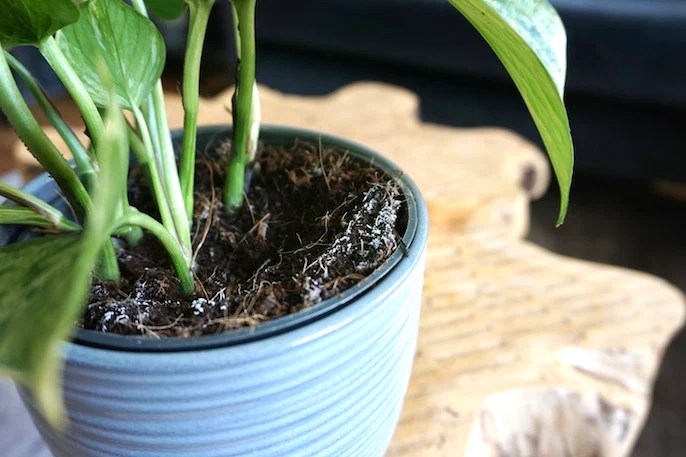 5 große Zimmerpflanzen mit WowEffekt pilea pergé