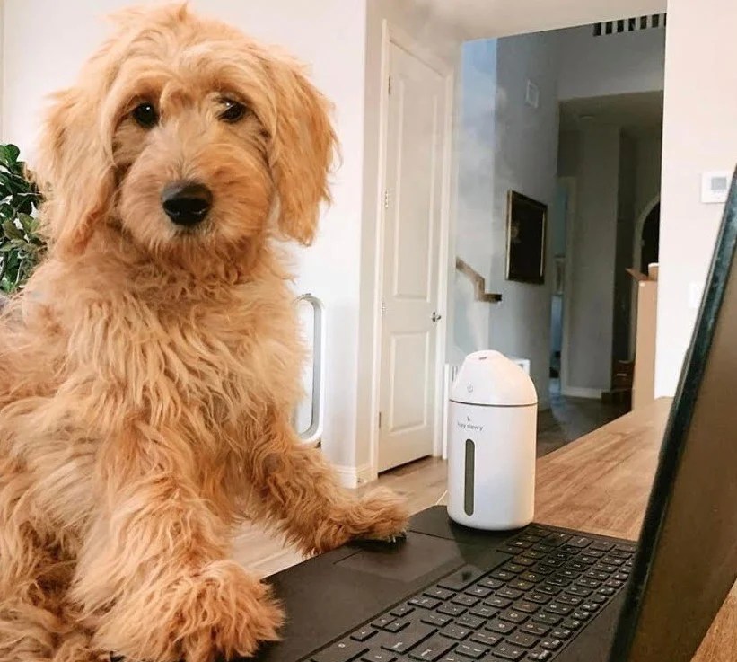 Are Humidifiers Safe For Dogs? (Safety Risks + Benefits)