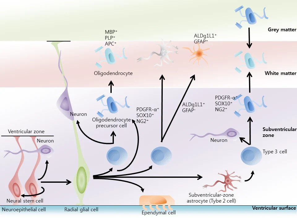 How to Grow Brain Cells with Nootropics for Neurogenesis Mind Lab Pro®