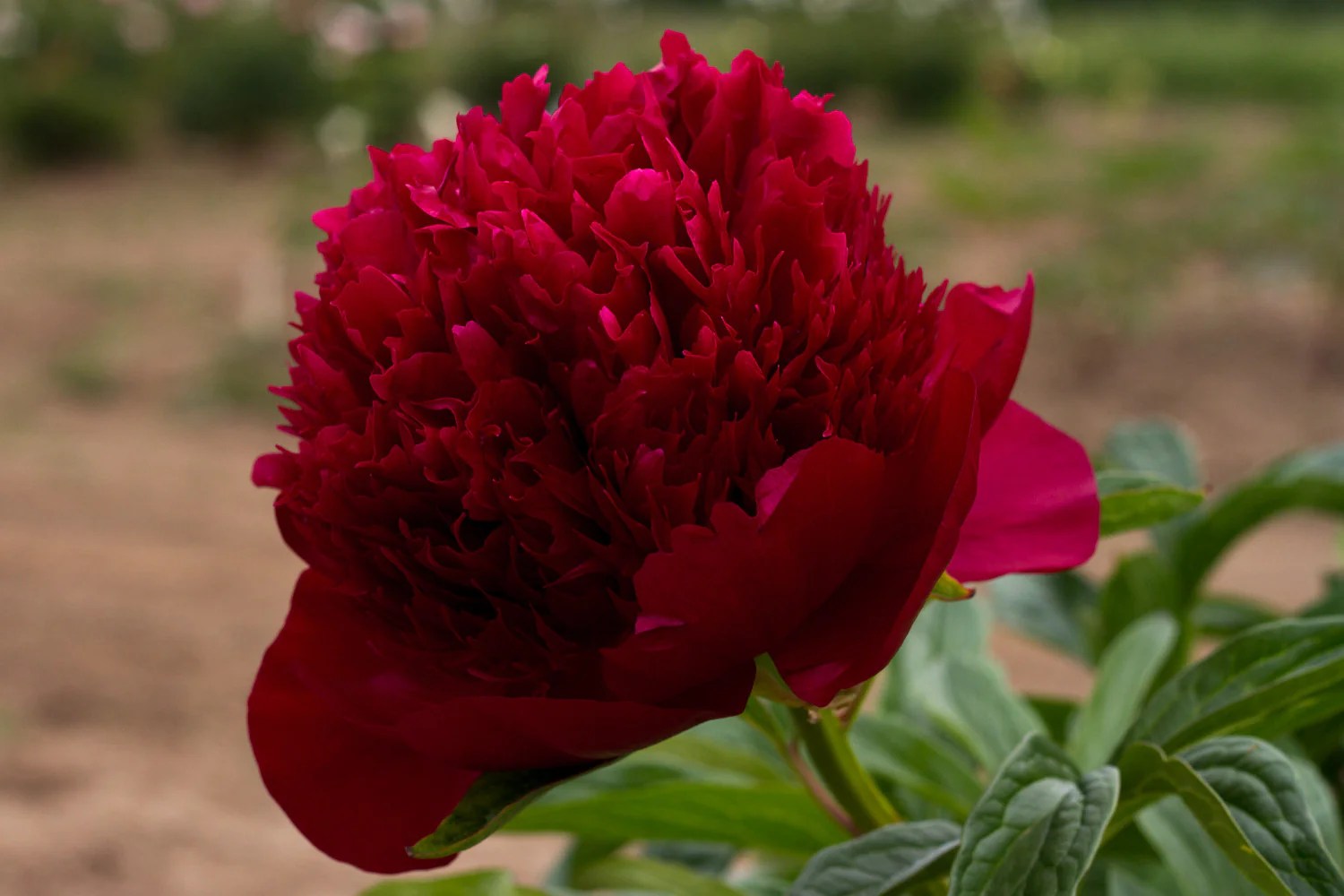Brooks Gardens Peonies — Red Charm bare root peony plants for sale