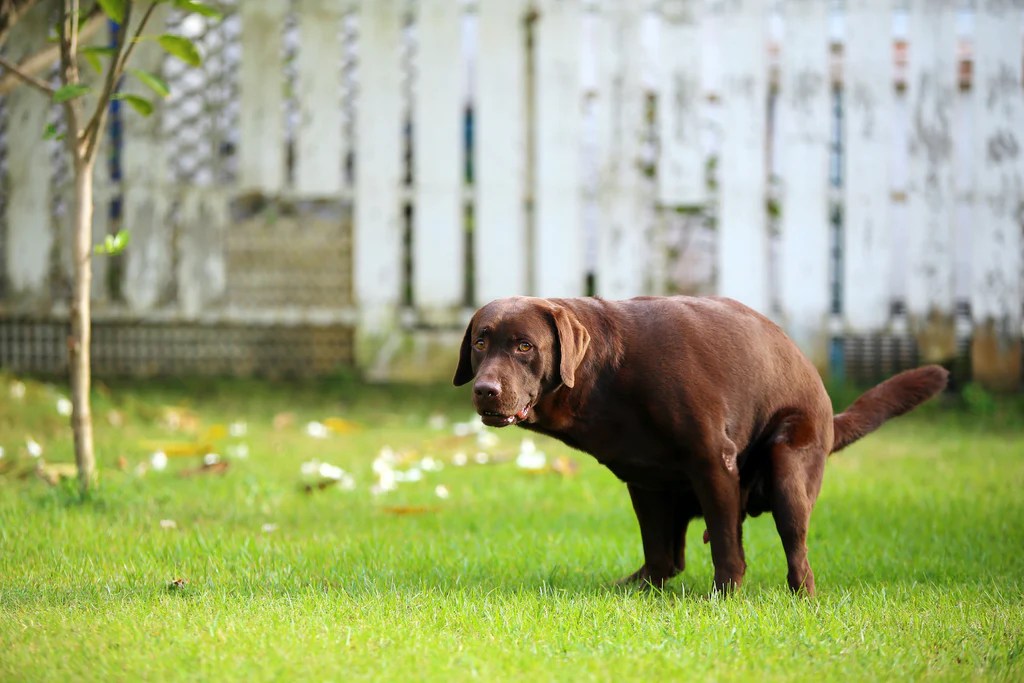 What to do when your Dog has Diarrhea PetHonesty