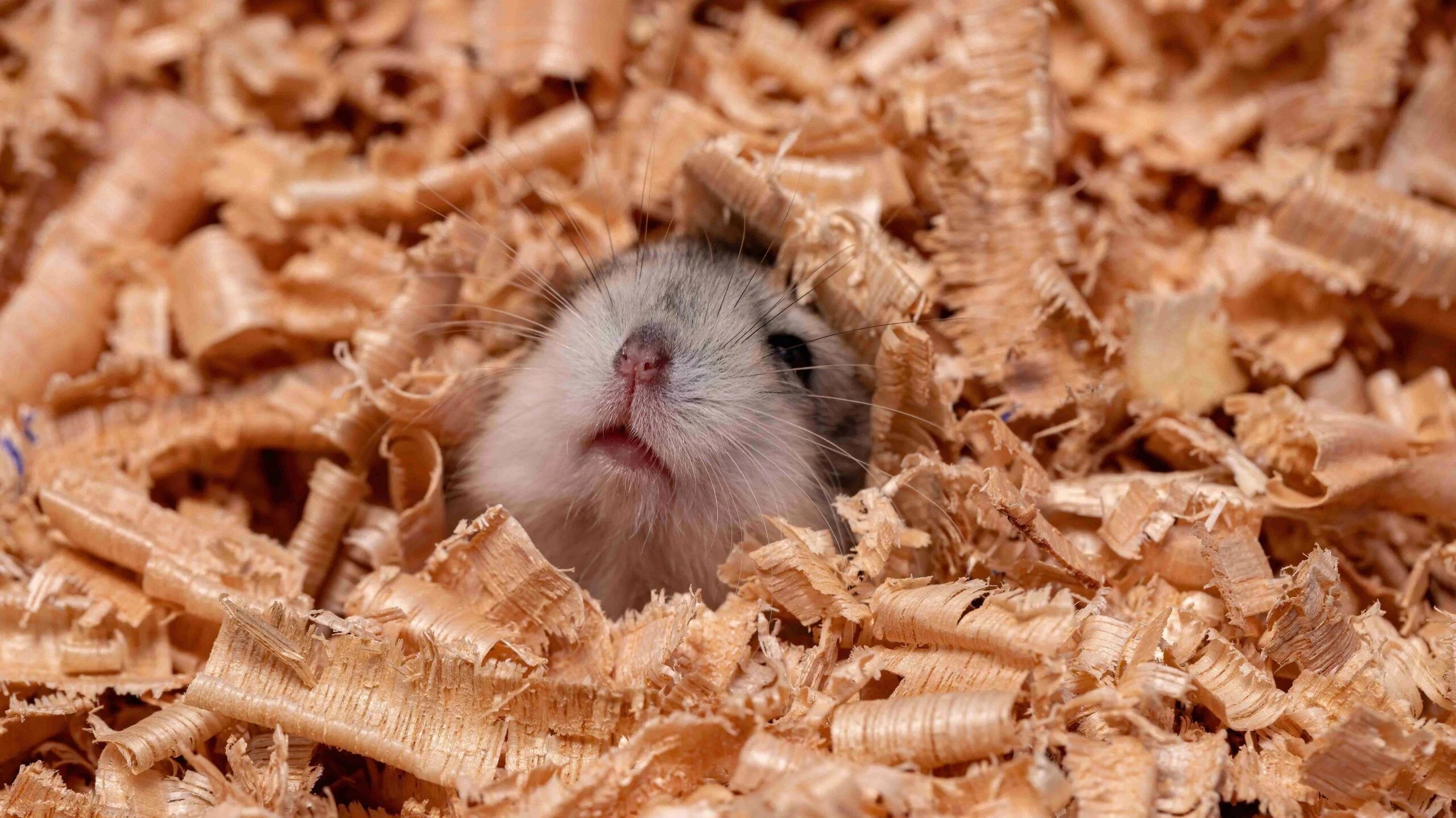 How to Clean a Hamster Cage Effectively Puppipop