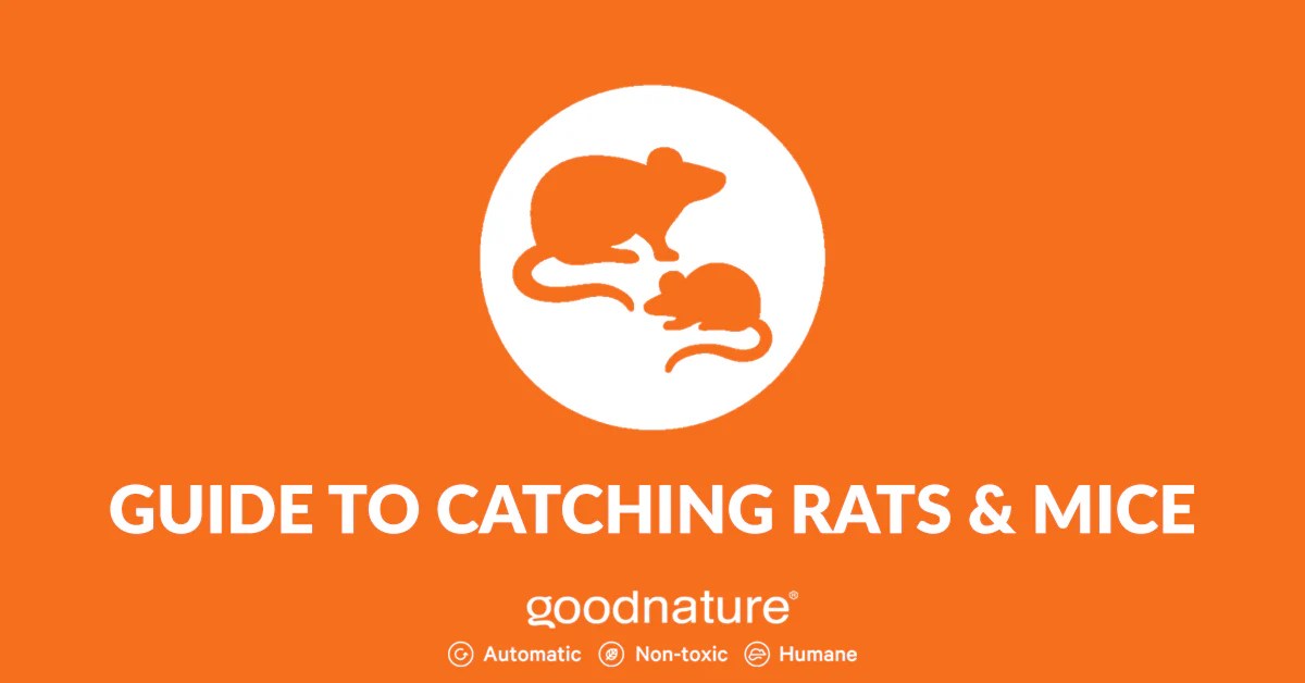 Homeowners Guide To Catching Rats & Mice Goodnature.co Goodnature USA