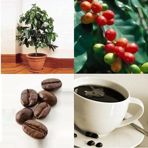 Grow your own Coffee Beans *** Dwarf Coffee Coffea Arabica Nana
