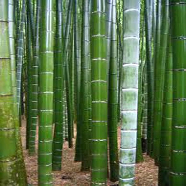 Moso Bamboo Phyllostachys Pubescens Edible shoots 10 Seeds