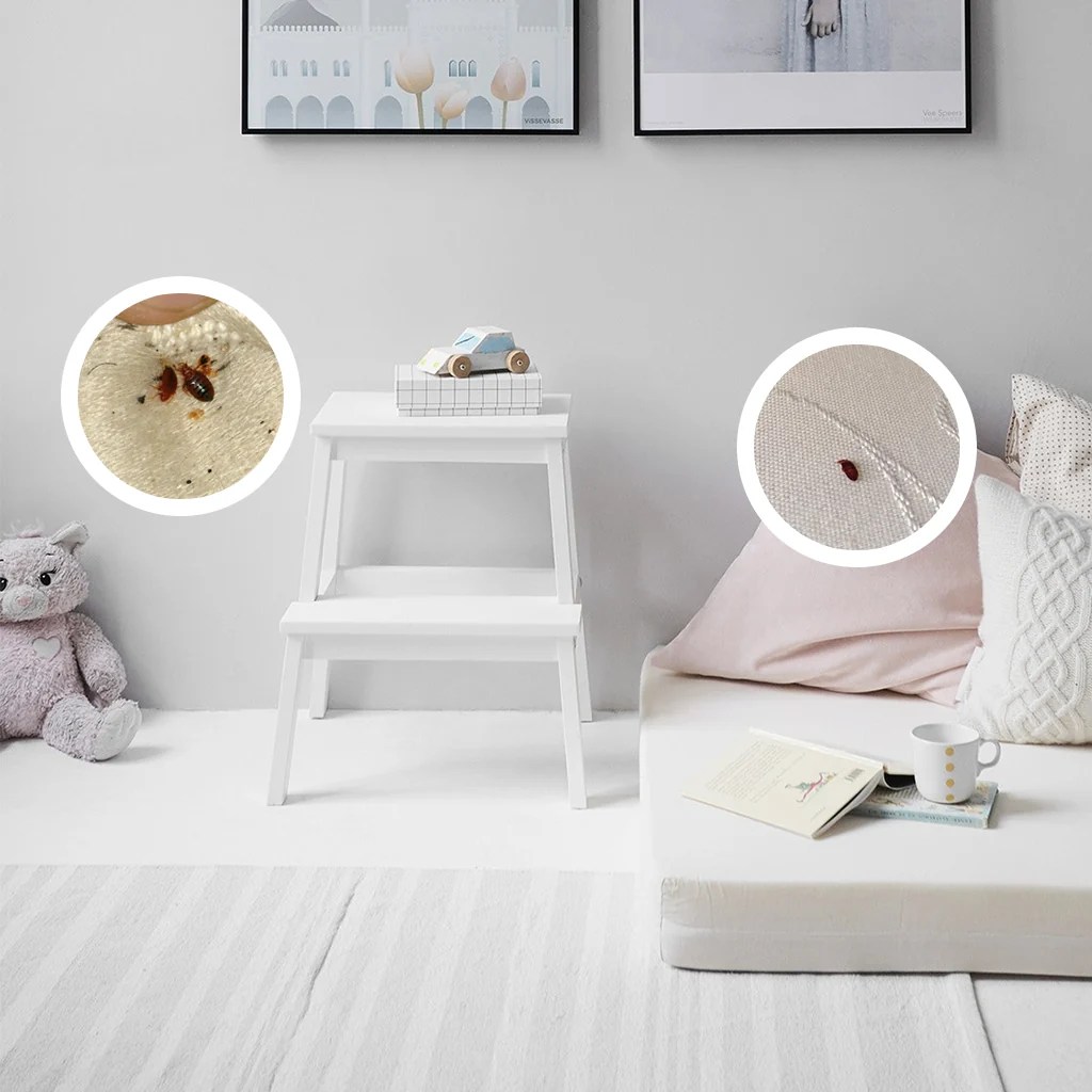 Do Bed Bugs Spread by Jumping from Person to Person? Bed