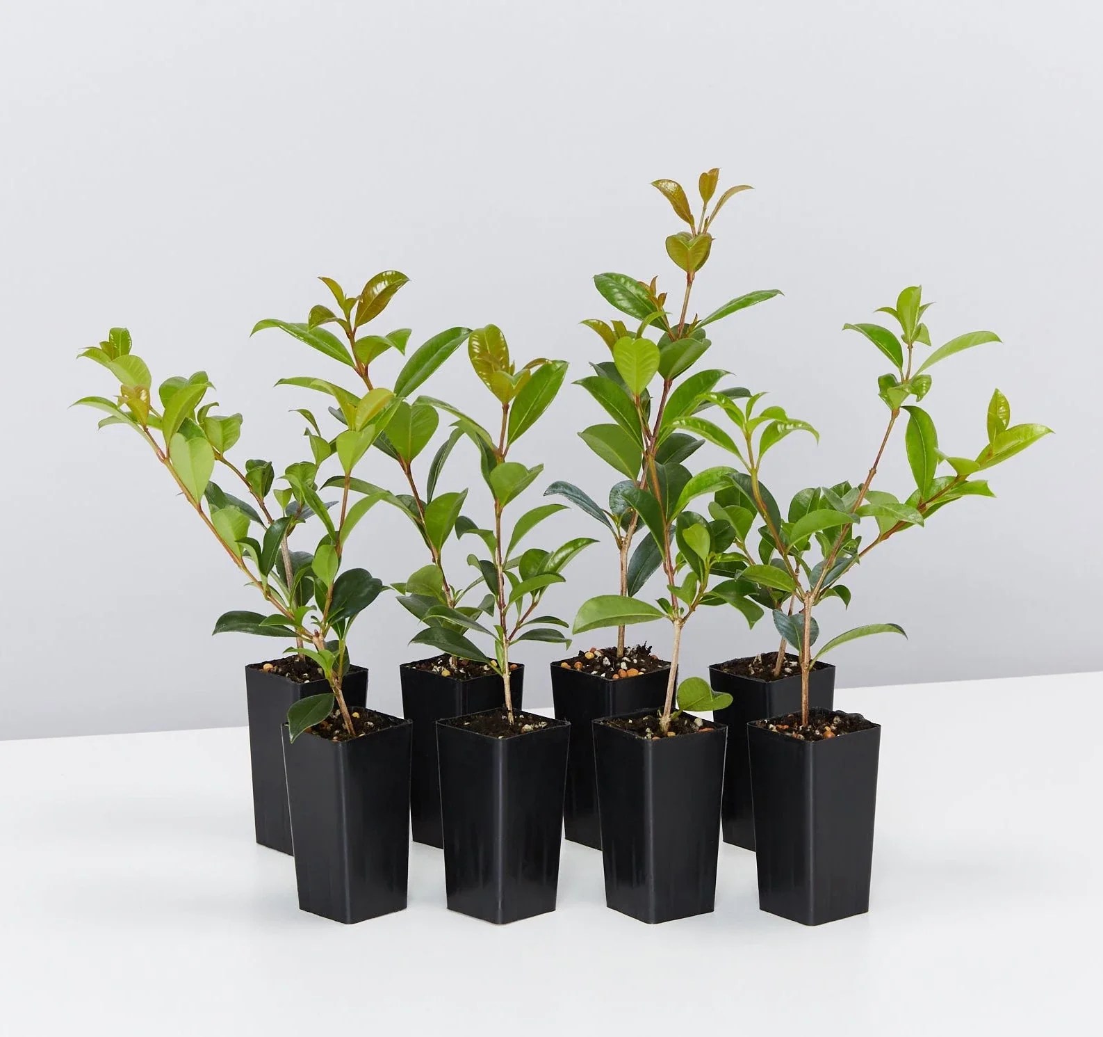 Buy Lilly Pilly Plants Online Australia's Top Hedging Plant Supplier