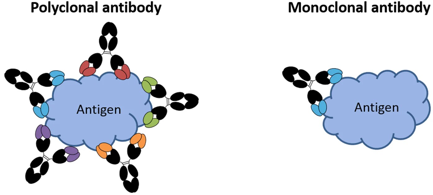 Antibody Selection and Purification for Lateral Flow Rapid Tests