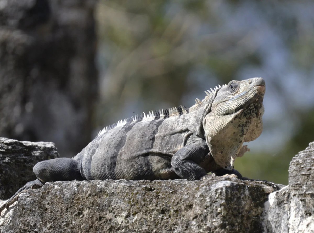 Saving the Iguana’s Bahamas Schmidt Fine Art Gallery