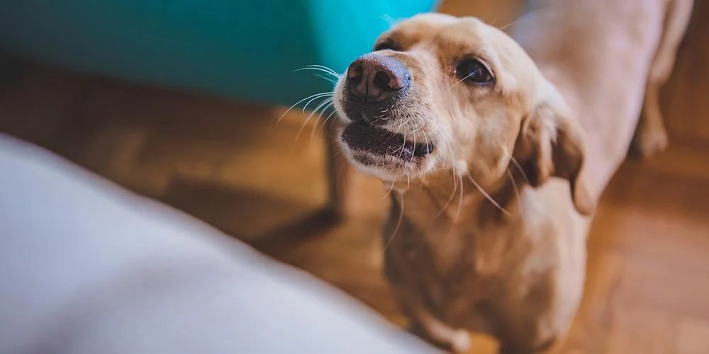 Comment empêcher mon chien d'aboyer lorsqu'il est seul à la maison
