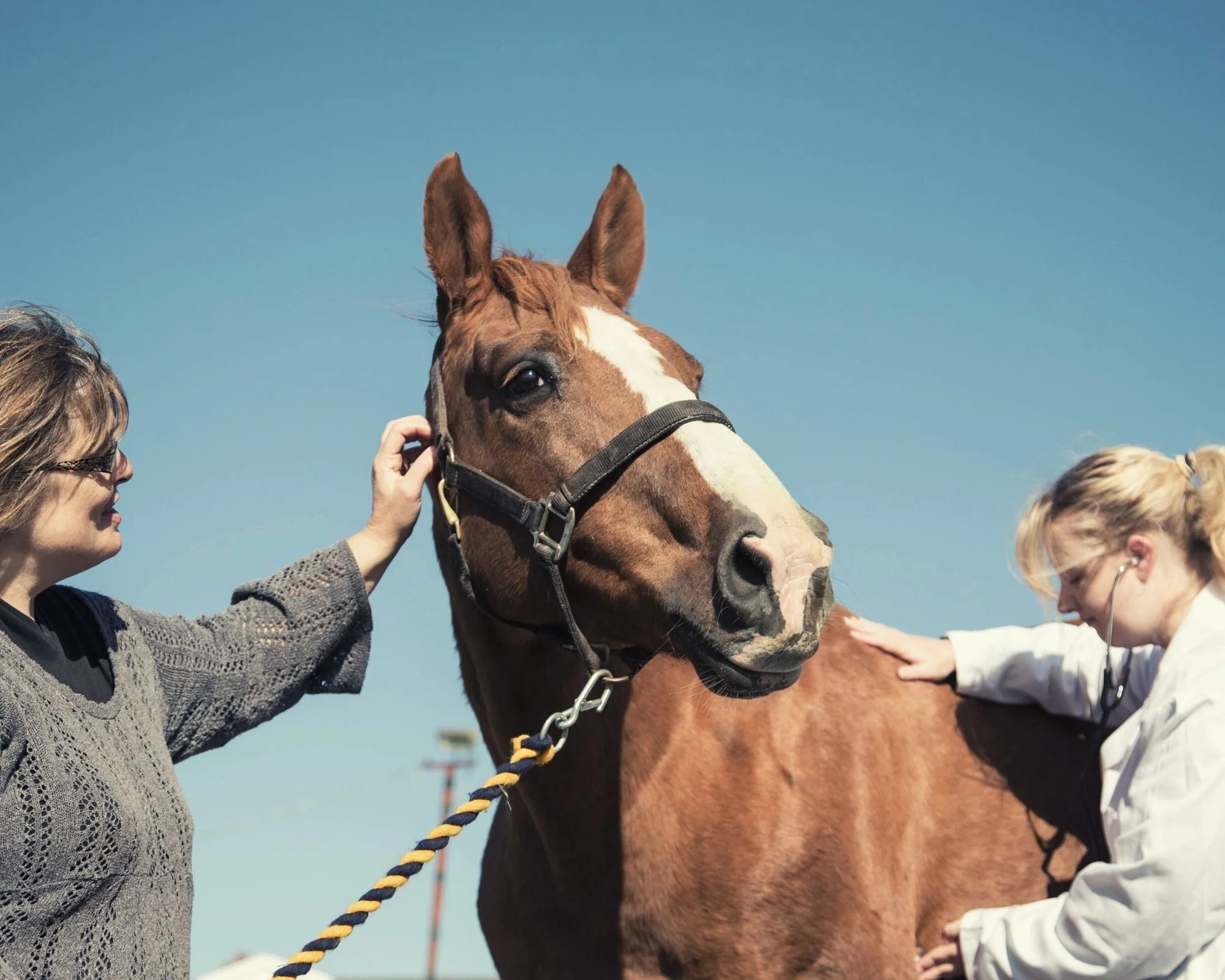 Benefits of Vitamin E for Horses with EPM Horse Guard