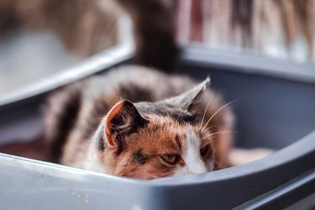 Why Is Your Cat Scooting? Curious Cat People™