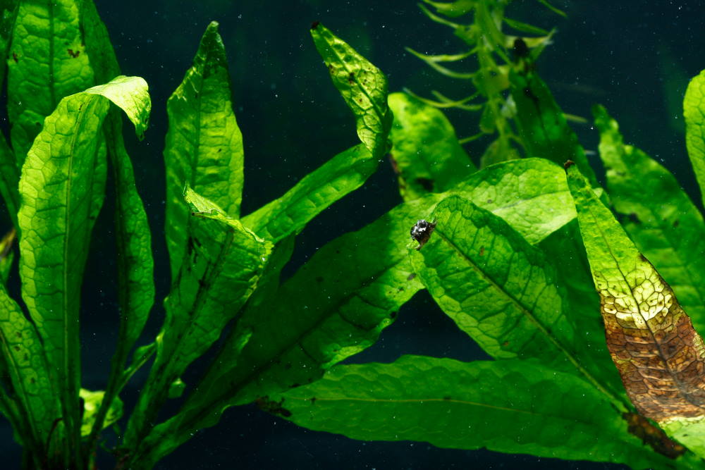 5 Easy Aquarium Plants for Goldfish (That They Won’t Destroy