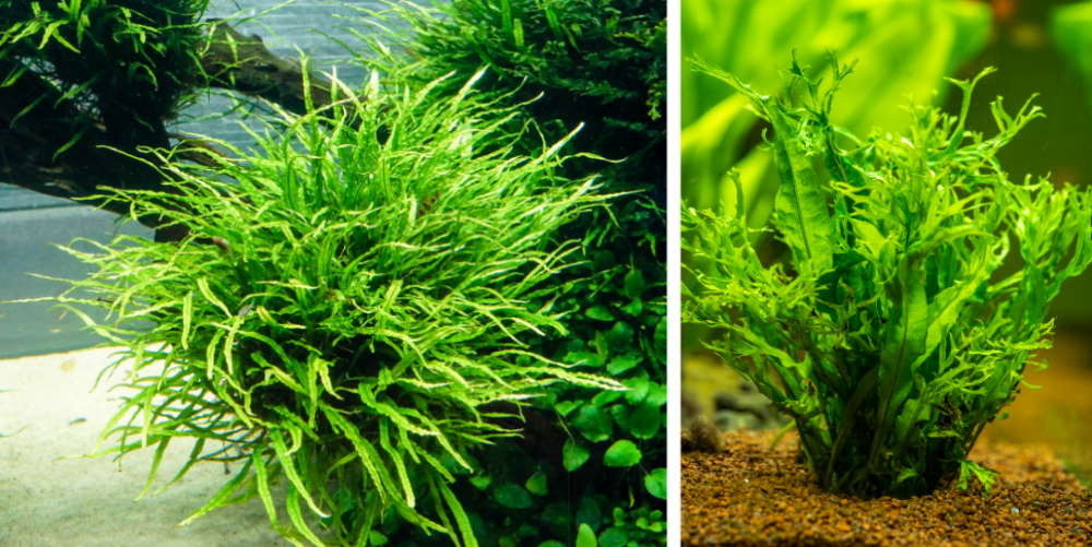 Top 5 Midground Plants to Balance in Your Planted Aquarium LaptrinhX