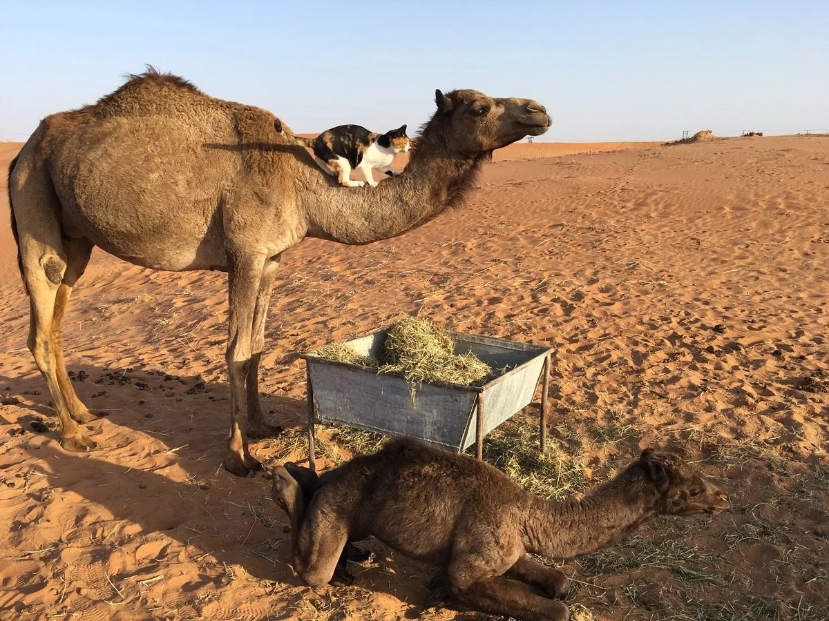 Stop What You're Doing And Look At This CamelRiding Kitty