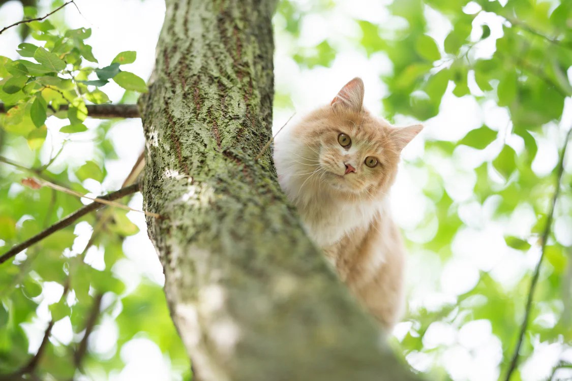 Who to Call for a Cat Stuck in a Tree Atypical Cat Rescue and Other