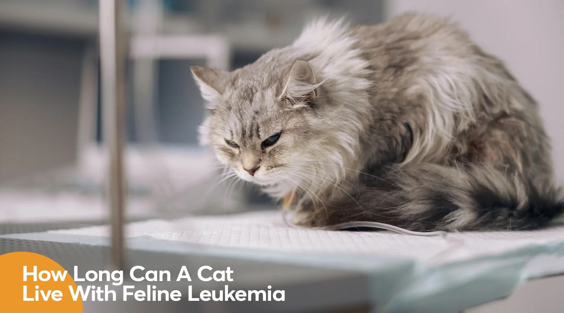 How Long Can A Cat Live With Feline Leukemia ( And Vaccine)