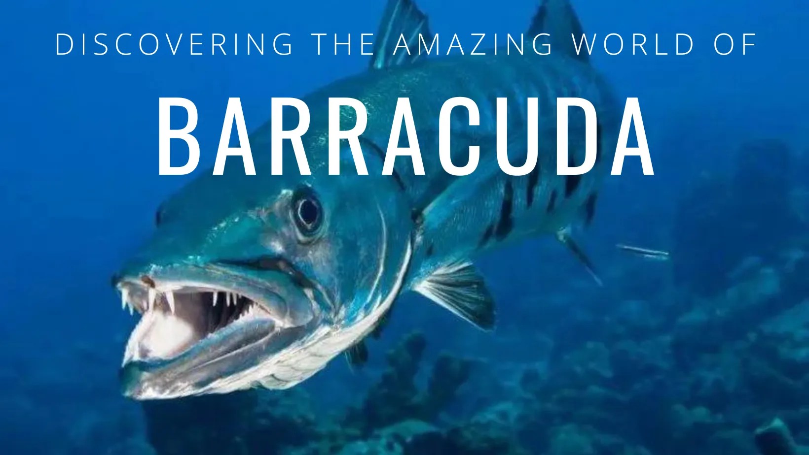All You Need to Know About Barracudas Characteristics, Habitat, and F