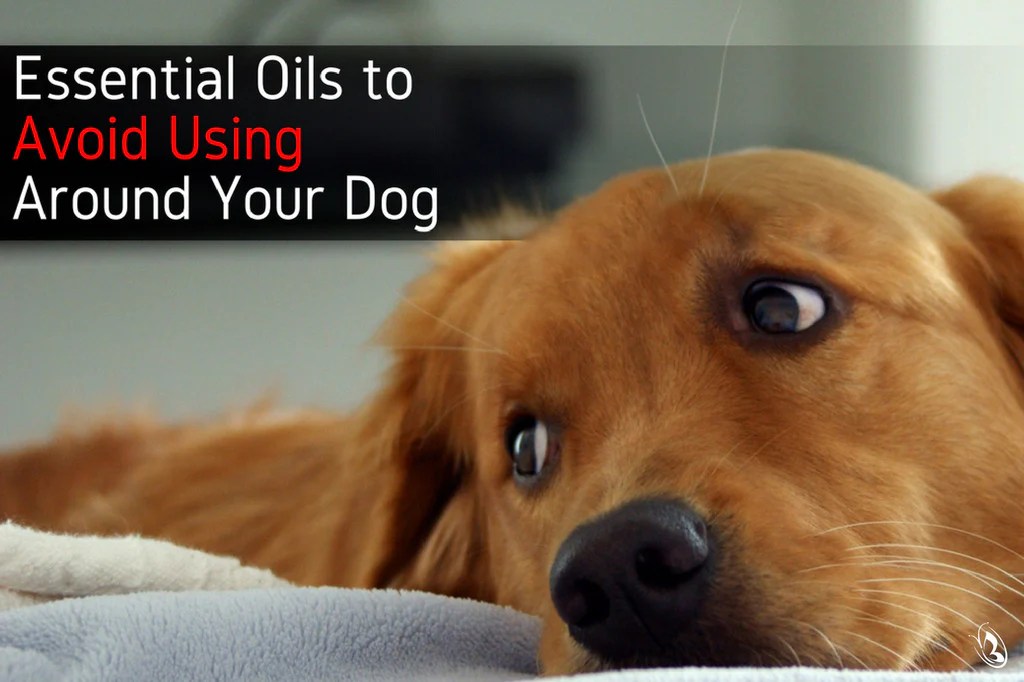 Essential Oils to Avoid Using Around Your Dog Organic Aromas