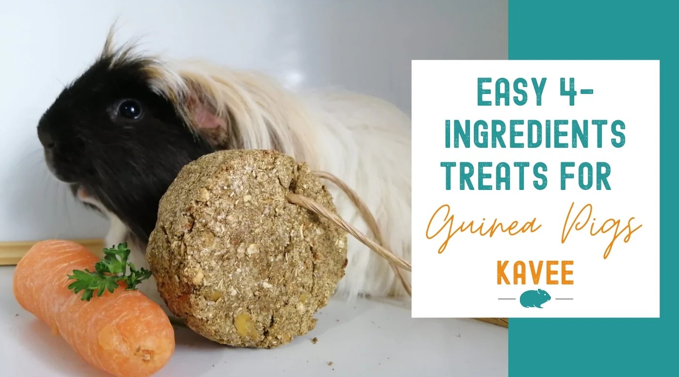 Easiest Homemade Treats for Guinea Pigs Recipe Kavee Blog USA Kavee USA