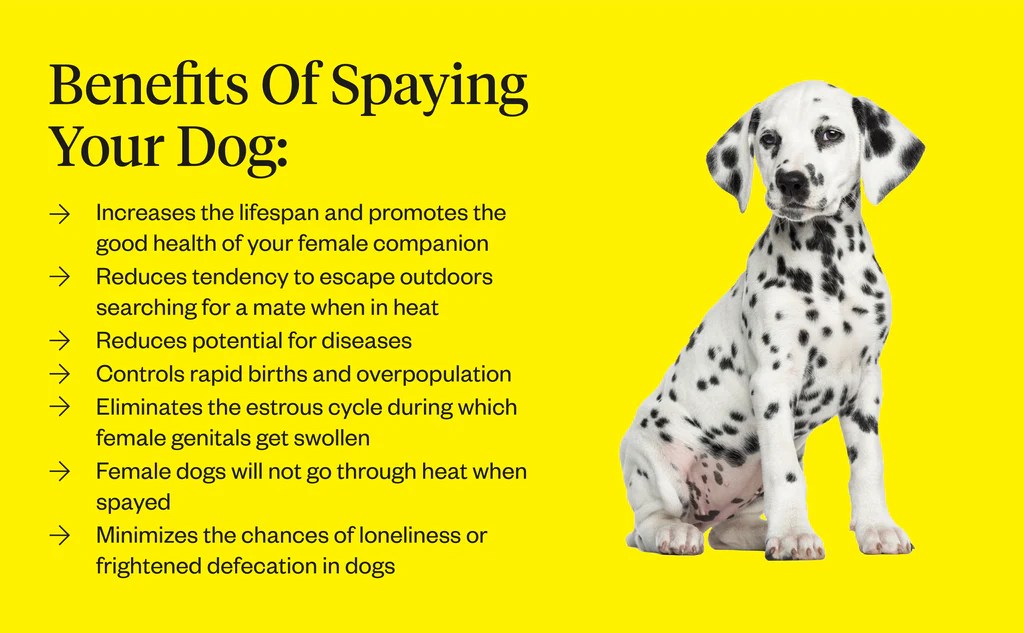 Spayed Dog What To Know About Spaying Your Pet Dutch