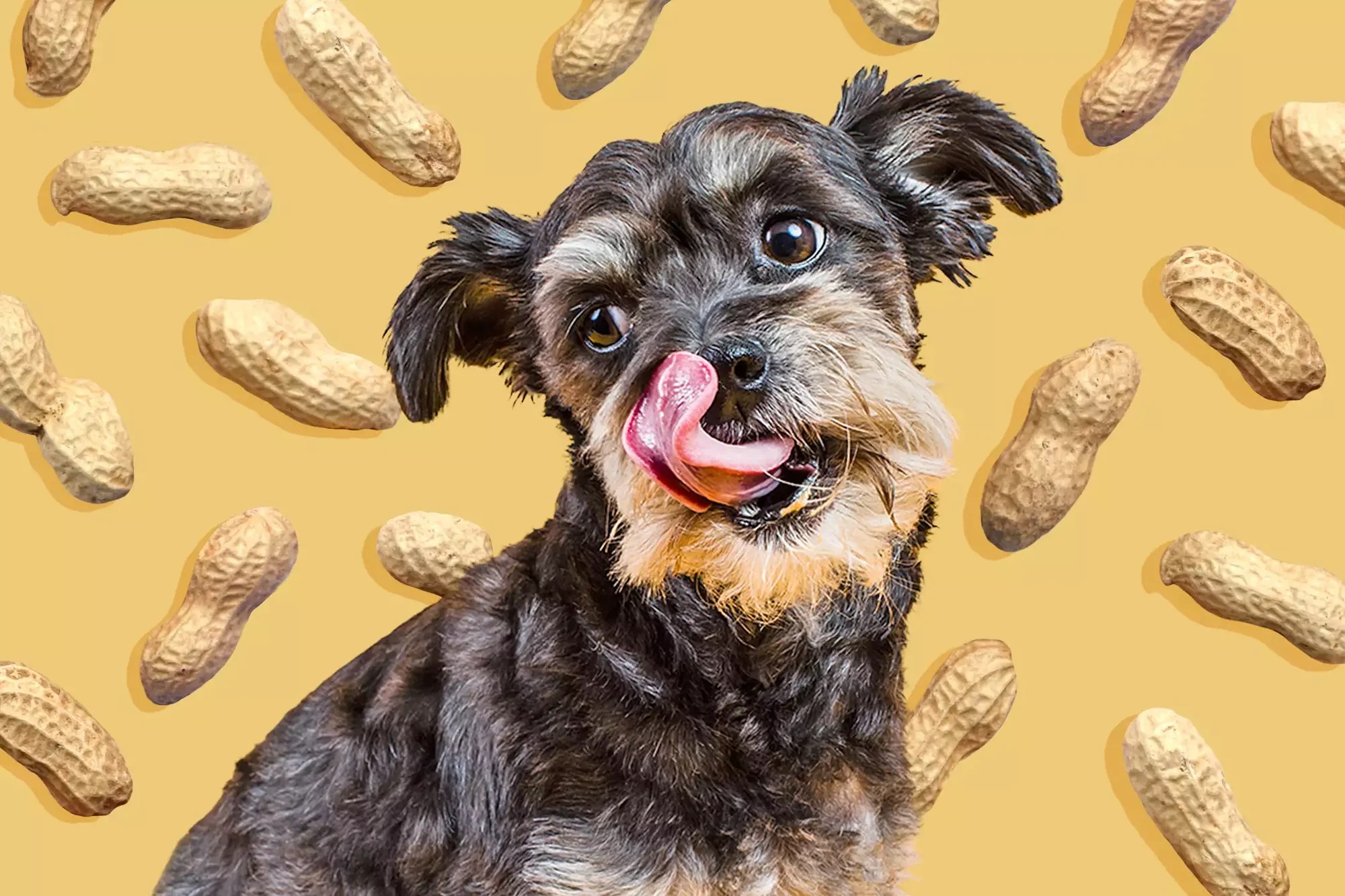 Can Dogs Eat Peanuts? Nextrition Pet